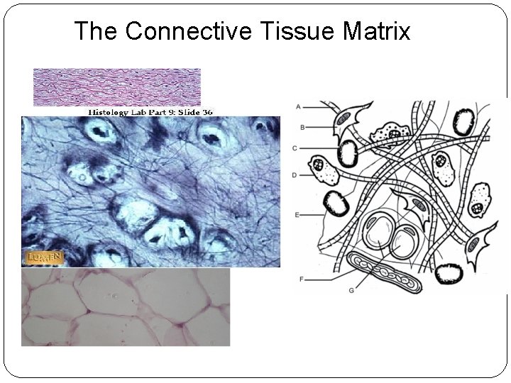 The Connective Tissue Matrix 