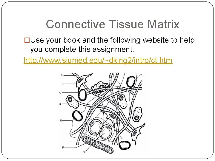 Connective Tissue Matrix �Use your book and the following website to help you complete