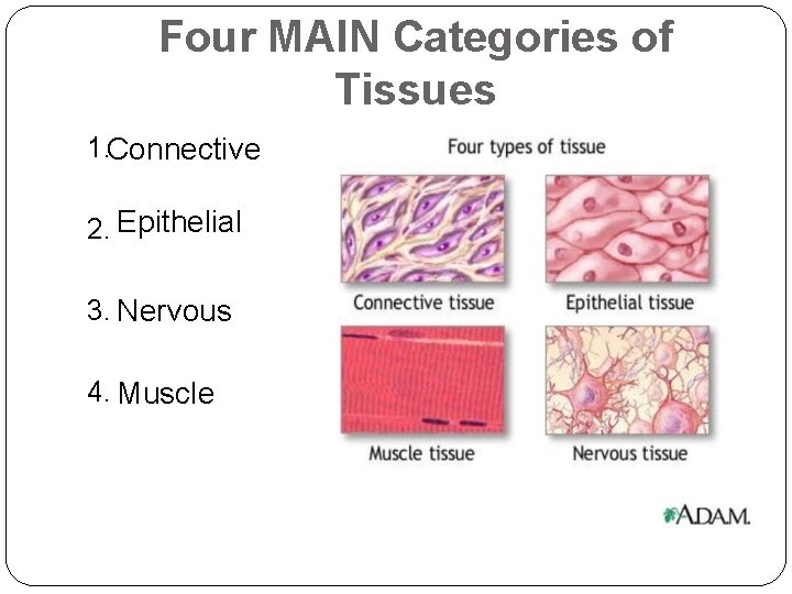 Four MAIN Categories of Tissues 1. Connective 2. Epithelial 3. Nervous 4. Muscle 