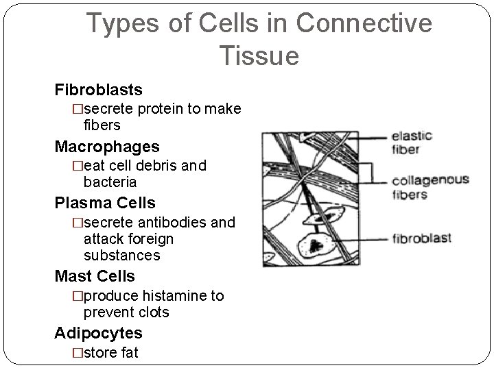 Types of Cells in Connective Tissue Fibroblasts �secrete protein to make fibers Macrophages �eat