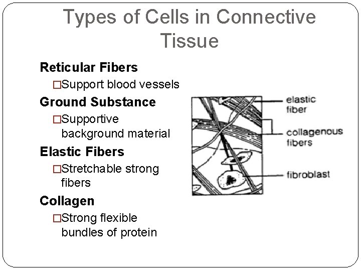 Types of Cells in Connective Tissue Reticular Fibers �Support blood vessels Ground Substance �Supportive