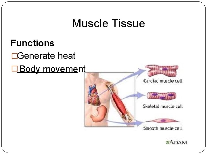 Muscle Tissue Functions �Generate heat �_______ Body movement 