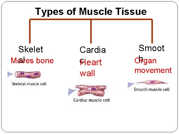 Types of Muscle Tissue Skelet al bone Moves Cardia c. Heart wall Smoot h