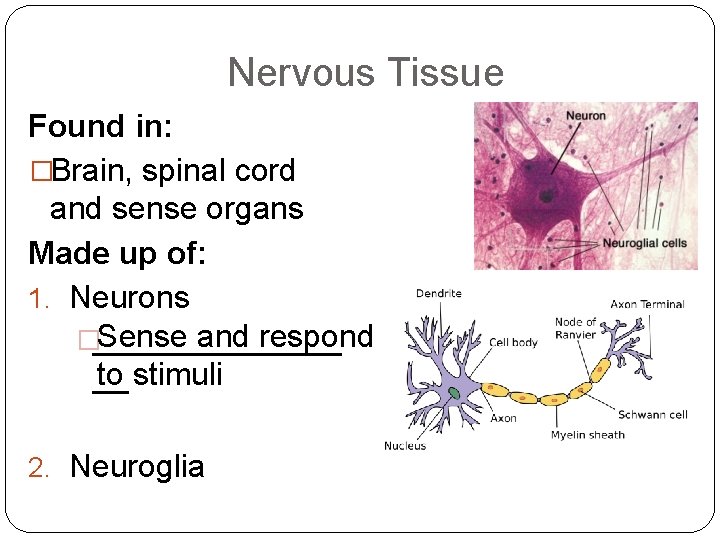 Nervous Tissue Found in: �Brain, spinal cord and sense organs Made up of: 1.