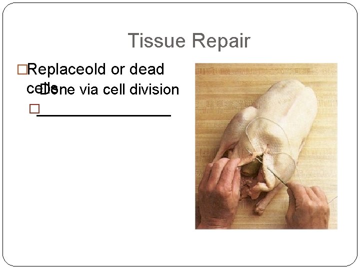 Tissue Repair �Replaceold or dead cells Done via cell division �________ 
