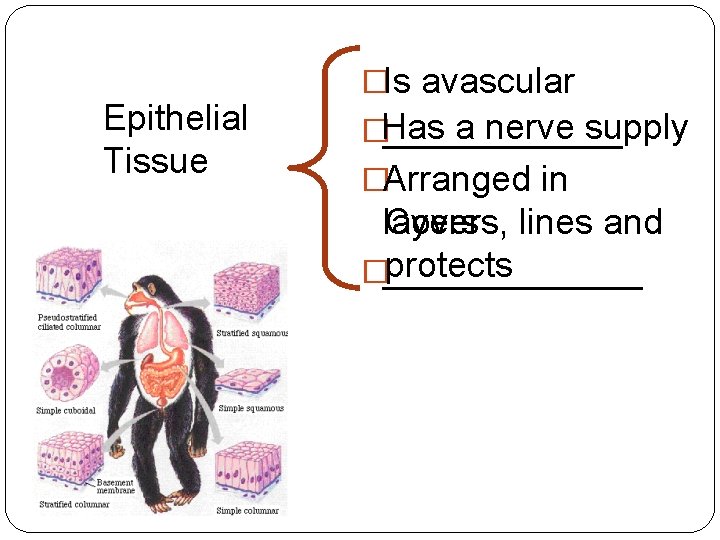 Epithelial Tissue �Is avascular a nerve supply �Has ______ �Arranged in Covers, lines and