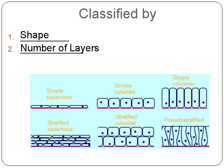 Classified by 1. Shape _____ of Layers 2. Number _______ 