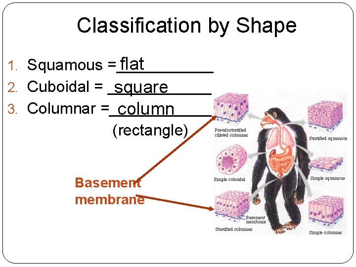 Classification by Shape flat 1. Squamous =______ 2. Cuboidal = _______ square 3. Columnar