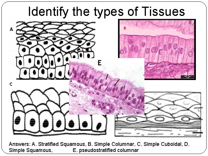 Identify the types of Tissues Answers: A. Stratified Squamous, B. Simple Columnar, C. Simple