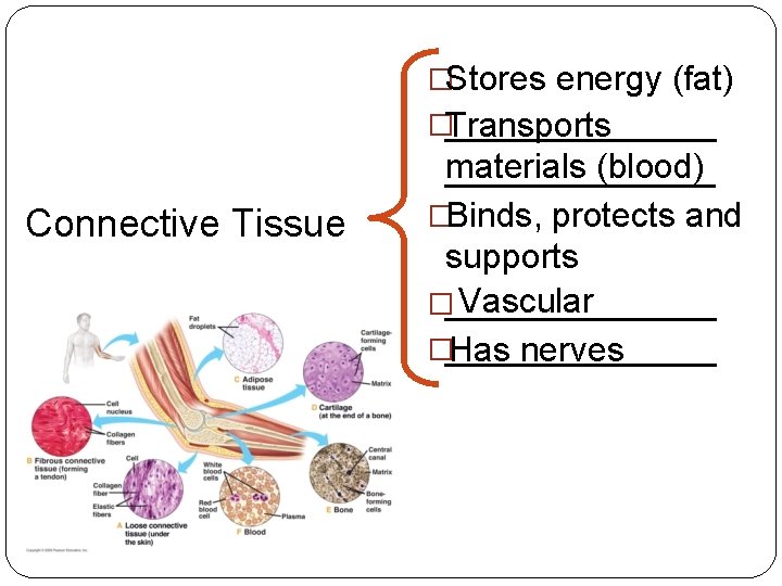 �Stores energy (fat) �Transports _______ Connective Tissue materials (blood) _______ �Binds, protects and supports