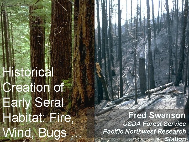 Historical Creation of Early Seral Habitat: Fire, Wind, Bugs … Fred Swanson USDA Forest