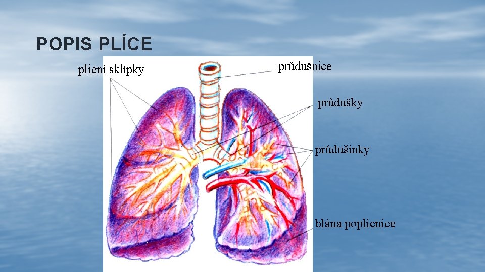 POPIS PLÍCE plicní sklípky průdušnice průdušky průdušinky blána poplicnice 