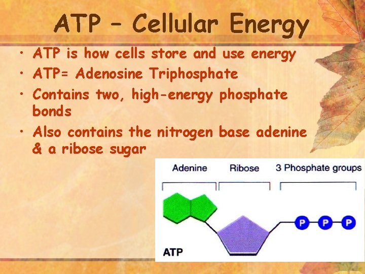 Photosynthesis Energy Life Preap biology 1 Objectives Standard