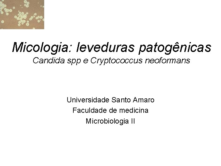 Micologia: leveduras patogênicas Candida spp e Cryptococcus neoformans Universidade Santo Amaro Faculdade de medicina
