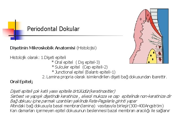 Periodontal Dokular Dişetinin Mikroskobik Anatomisi (Histolojisi) Histolojik olarak: 1. Dişeti epiteli * Oral epitel