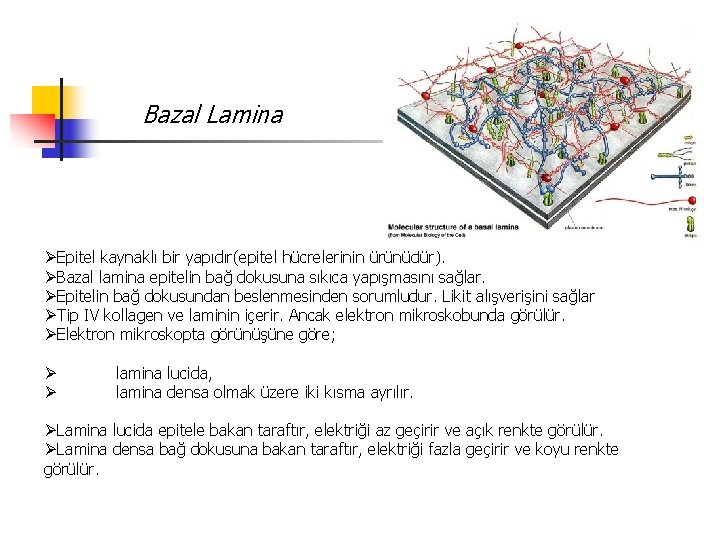 Bazal Lamina ØEpitel kaynaklı bir yapıdır(epitel hücrelerinin ürünüdür). ØBazal lamina epitelin bağ dokusuna sıkıca