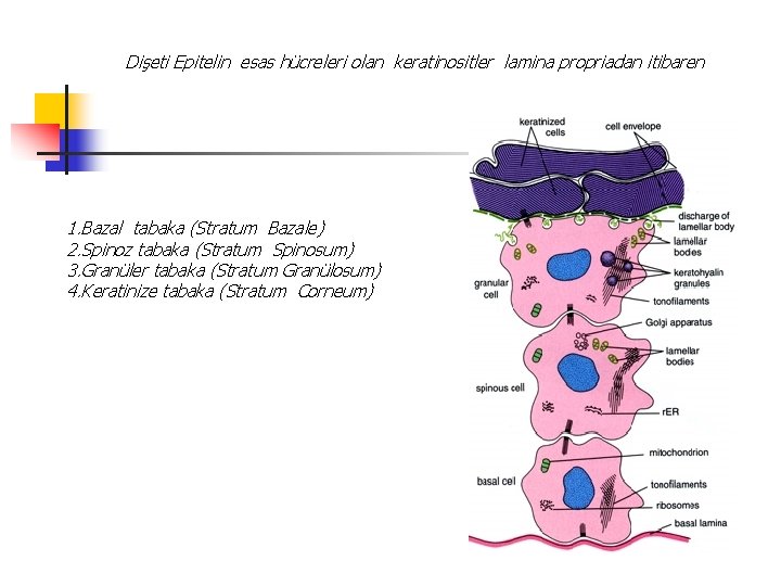 Dişeti Epitelin esas hücreleri olan keratinositler lamina propriadan itibaren 1. Bazal tabaka (Stratum Bazale)