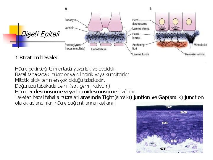 Dişeti Epiteli 1. Stratum basale: Hücre çekirdeği tam ortada yuvarlak ve ovoiddir. Bazal tabakadaki