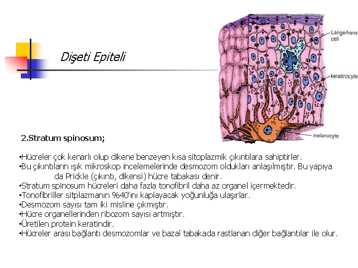 Dişeti Epiteli 2. Stratum spinosum; • Hücreler çok kenarlı olup dikene benzeyen kısa sitoplazmik