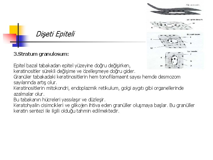 Dişeti Epiteli 3. Stratum granulosum: Epitel bazal tabakadan epitel yüzeyine doğru değişirken, keratinositler sürekli