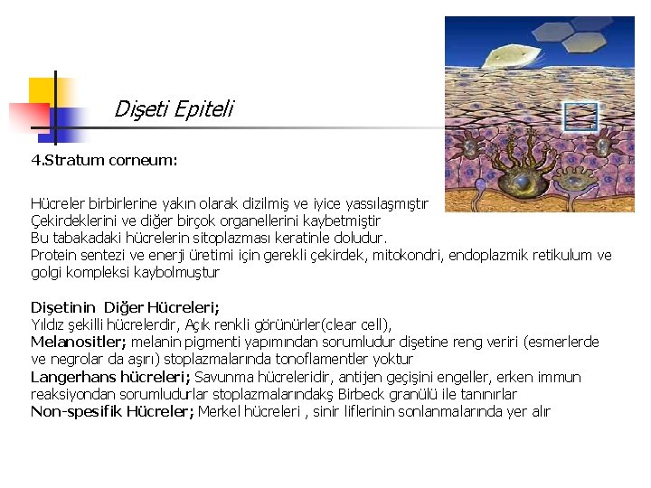 Dişeti Epiteli 4. Stratum corneum: Hücreler birbirlerine yakın olarak dizilmiş ve iyice yassılaşmıştır Çekirdeklerini