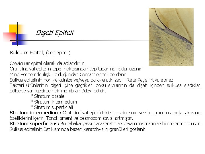 Dişeti Epiteli Sulculer Epitel; (Cep epiteli) Crevicular epitel olarak da adlandırılır. Oral gingival epitelin