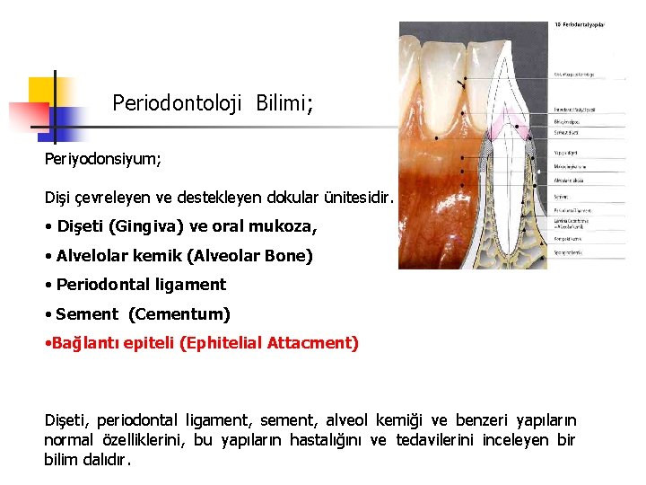 Periodontoloji Bilimi; Periyodonsiyum; Dişi çevreleyen ve destekleyen dokular ünitesidir. • Dişeti (Gingiva) ve oral