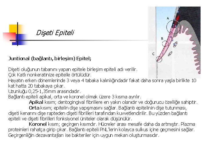 Dişeti Epiteli Juntional (bağlantı, birleşim) Epitel; Dişeti oluğunun tabanını yapan epitele birleşim epiteli adı