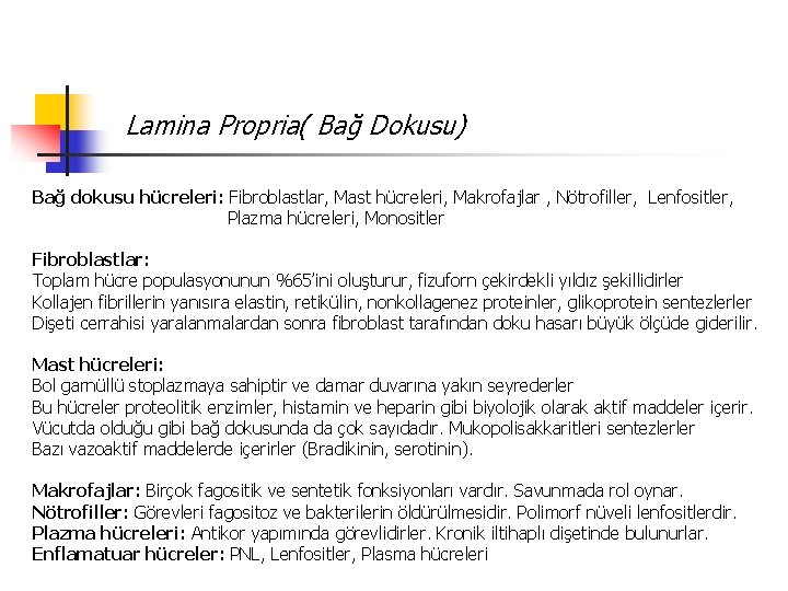 Lamina Propria( Bağ Dokusu) Bağ dokusu hücreleri: Fibroblastlar, Mast hücreleri, Makrofajlar , Nötrofiller, Lenfositler,