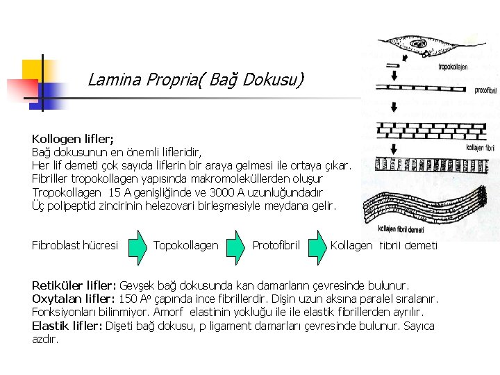 Lamina Propria( Bağ Dokusu) Kollogen lifler; Bağ dokusunun en önemli lifleridir, Her lif demeti