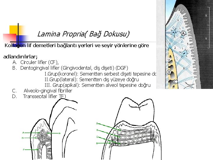 Lamina Propria( Bağ Dokusu) Kollagen lif demetleri bağlantı yerleri ve seyir yönlerine göre adlandırılırlar;