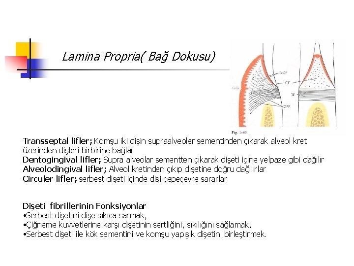 Lamina Propria( Bağ Dokusu) Transseptal lifler; Komşu iki dişin supraalveoler sementinden çıkarak alveol kret