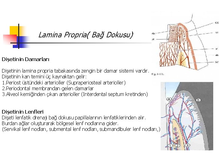 Lamina Propria( Bağ Dokusu) Dişetinin Damarları Dişetinin lamina propria tabakasında zengin bir damar sistemi