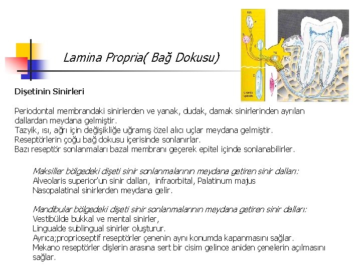 Lamina Propria( Bağ Dokusu) Dişetinin Sinirleri Periodontal membrandaki sinirlerden ve yanak, dudak, damak sinirlerinden