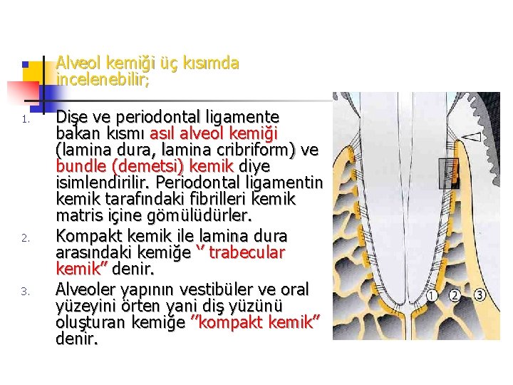 n 1. 2. 3. Alveol kemiği üç kısımda incelenebilir; Dişe ve periodontal ligamente bakan