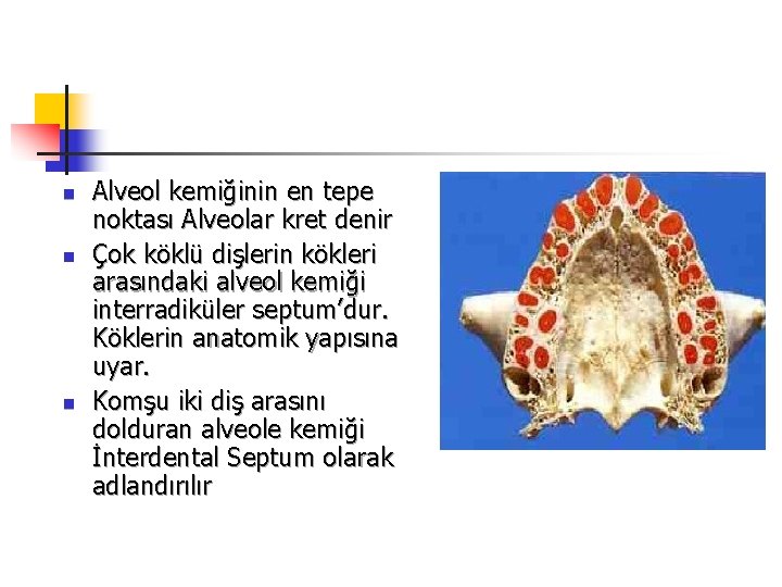 n n n Alveol kemiğinin en tepe noktası Alveolar kret denir Çok köklü dişlerin