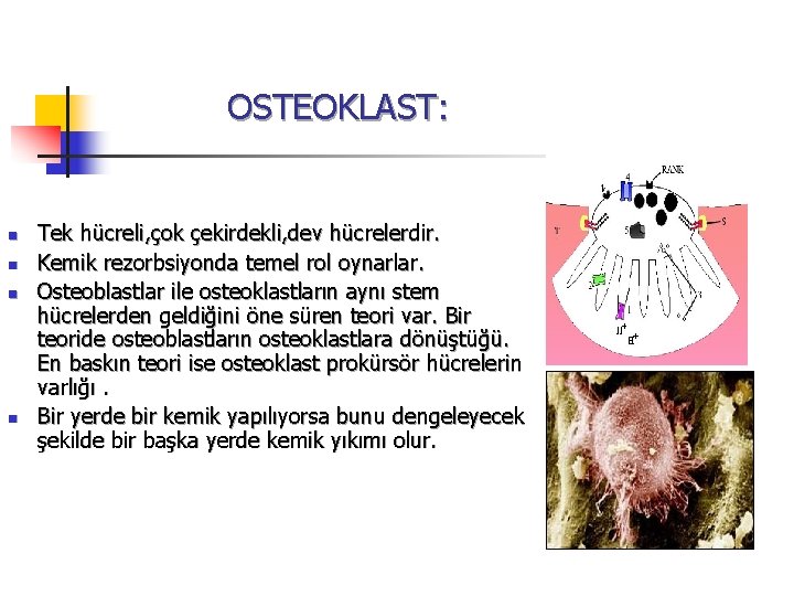 OSTEOKLAST: n n Tek hücreli, çok çekirdekli, dev hücrelerdir. Kemik rezorbsiyonda temel rol oynarlar.