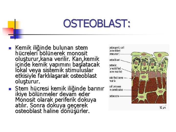 OSTEOBLAST: n n Kemik iliğinde bulunan stem hücreleri bölünerek monosit oluşturur, kana verilir. Kan,