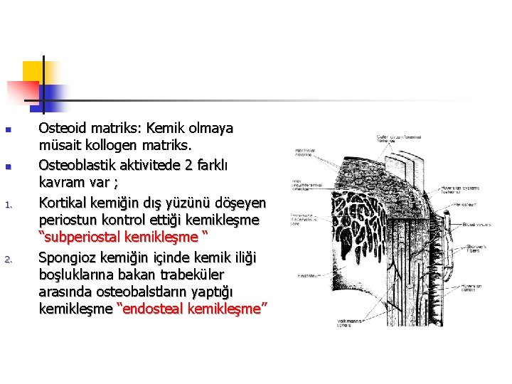 n n 1. 2. Osteoid matriks: Kemik olmaya müsait kollogen matriks. Osteoblastik aktivitede 2