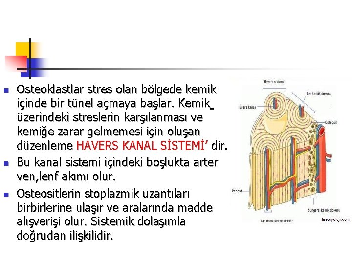 n n n Osteoklastlar stres olan bölgede kemik içinde bir tünel açmaya başlar. Kemik