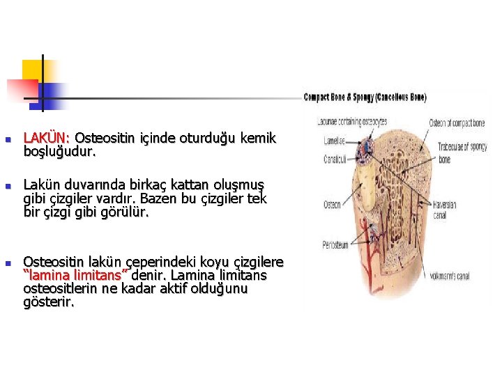 n n n LAKÜN: Osteositin içinde oturduğu kemik boşluğudur. Lakün duvarında birkaç kattan oluşmuş