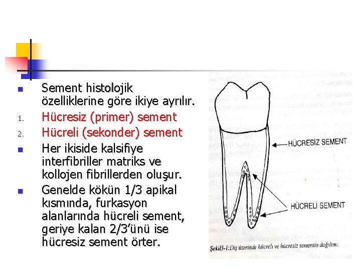 n 1. 2. n n Sement histolojik özelliklerine göre ikiye ayrılır. Hücresiz (primer) sement