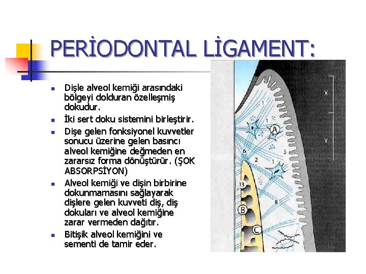 PERİODONTAL LİGAMENT: n n n Dişle alveol kemiği arasındaki bölgeyi dolduran özelleşmiş dokudur. İki