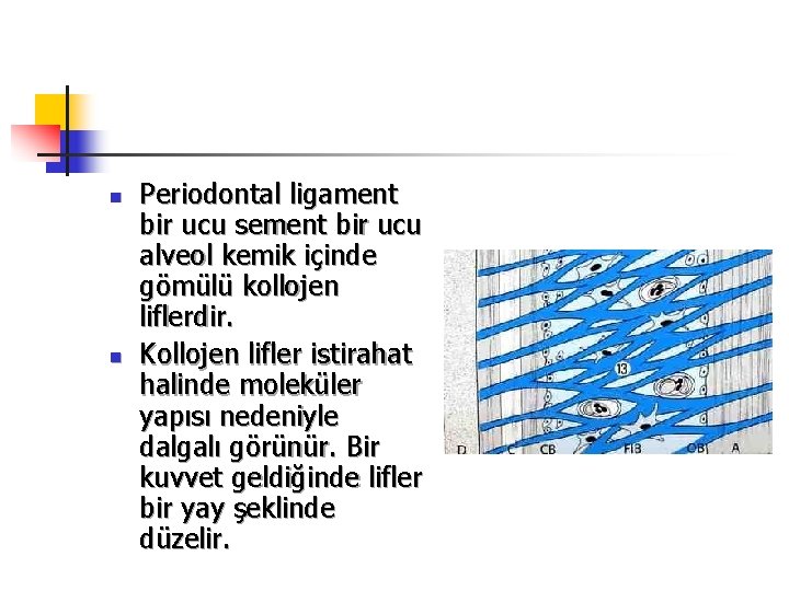 n n Periodontal ligament bir ucu sement bir ucu alveol kemik içinde gömülü kollojen