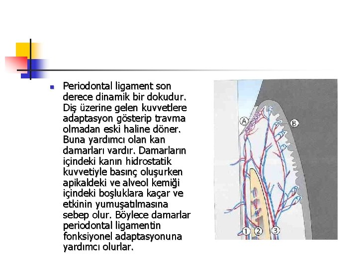 n Periodontal ligament son derece dinamik bir dokudur. Diş üzerine gelen kuvvetlere adaptasyon gösterip