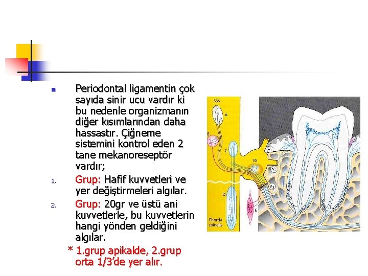 n 1. 2. Periodontal ligamentin çok sayıda sinir ucu vardır ki bu nedenle organizmanın