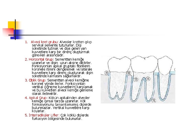 1. Alveol kret grubu: Alveoler kretten çıkıp servikal semente tutunurlar. Dişi soketinde tutmak ve