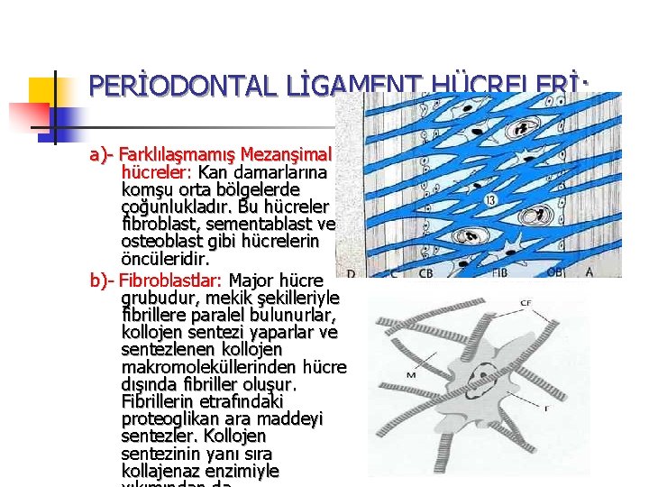 PERİODONTAL LİGAMENT HÜCRELERİ: a)- Farklılaşmamış Mezanşimal hücreler: Kan damarlarına komşu orta bölgelerde çoğunlukladır. Bu