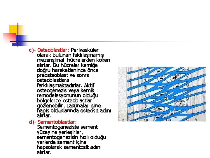 c)- Osteoblastlar: Perivasküler olarak bulunan faklılaşmamış mezenşimal hücrelerden köken alırlar. Bu hücreler kemiğe doğru