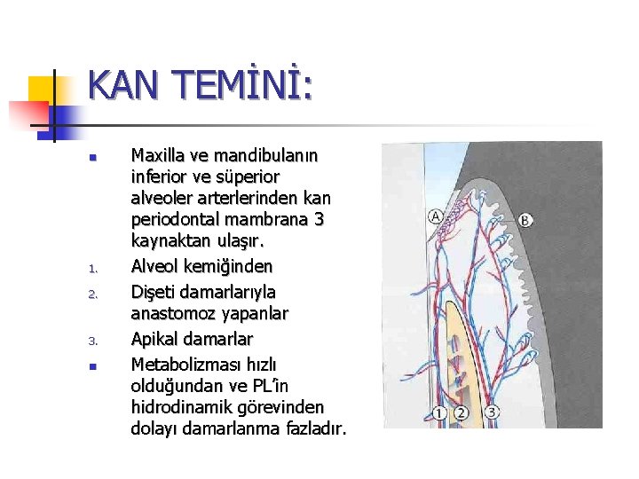 KAN TEMİNİ: n 1. 2. 3. n Maxilla ve mandibulanın inferior ve süperior alveoler